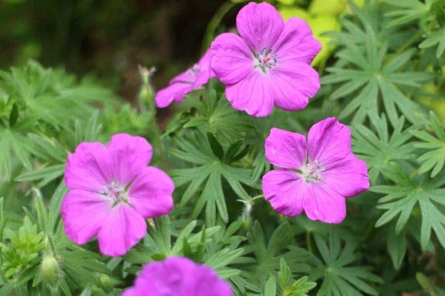 ピンク色の花を咲かせている、ゲラニウム