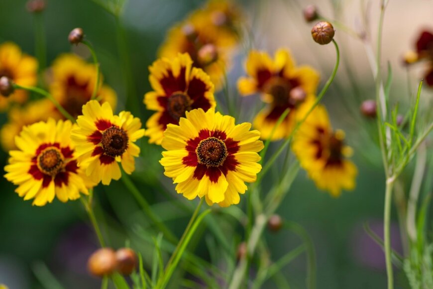 黄色いコレオプシス。花の中央は赤褐色