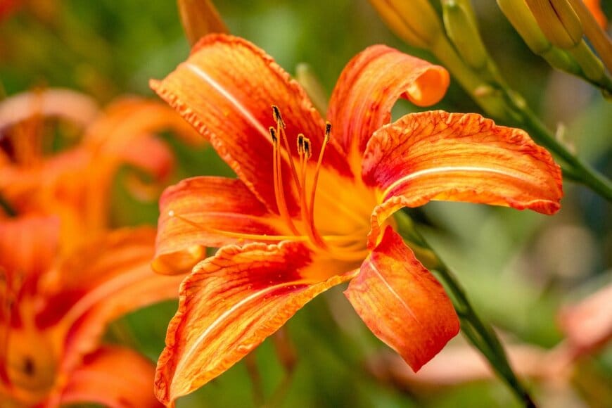 オレンジのヘメロカリスの花のアップ画像