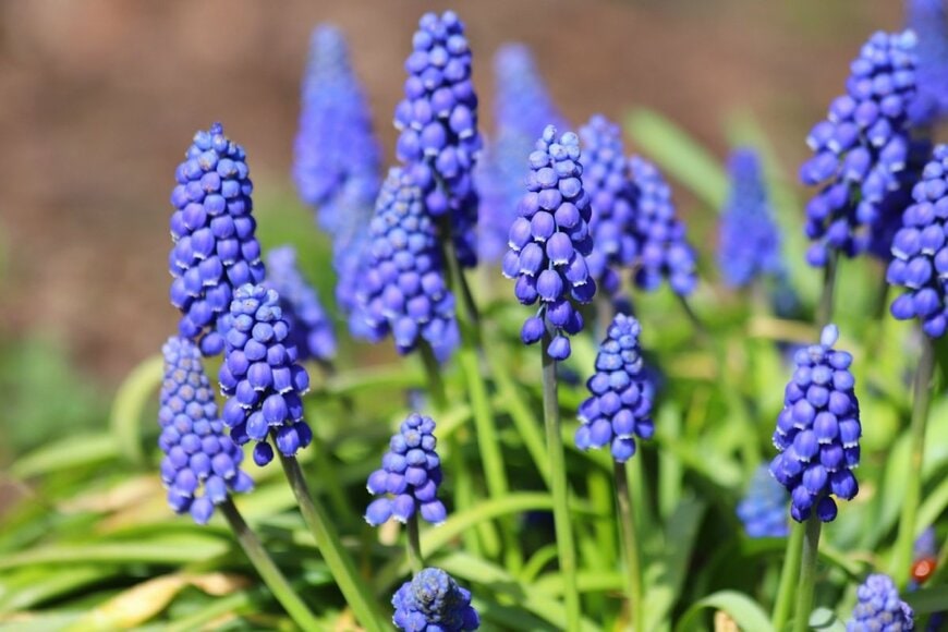 ブドウの房のような青い花を咲かせているムスカリ