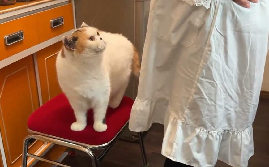 椅子の上に立つ猫