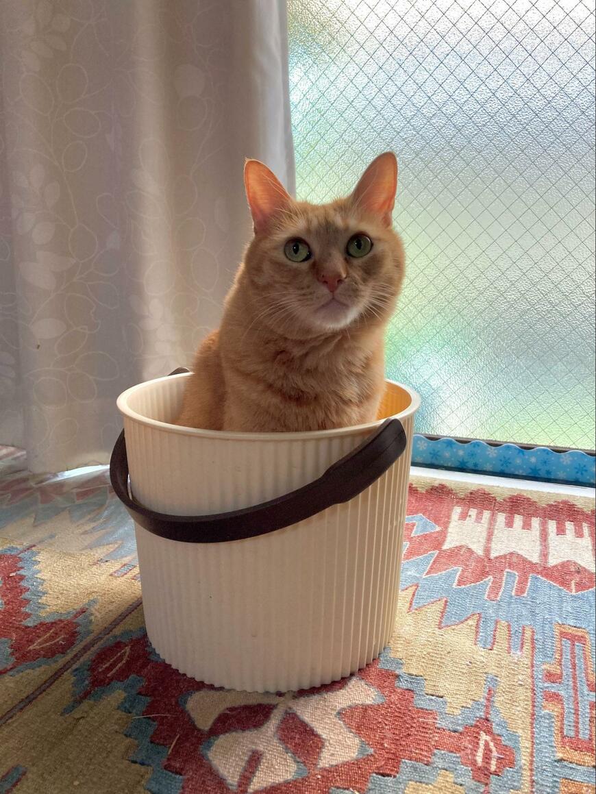 バケツに入る猫