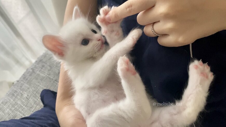 抱っこされている子猫