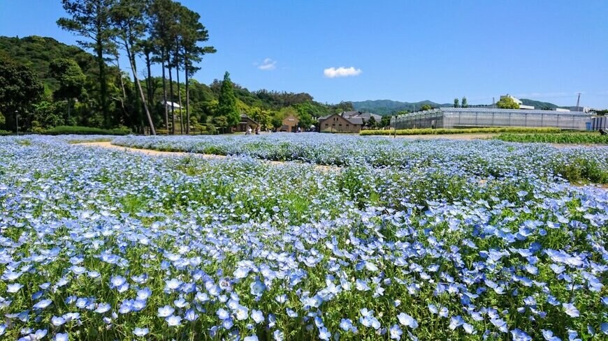 ネモフィラ畑