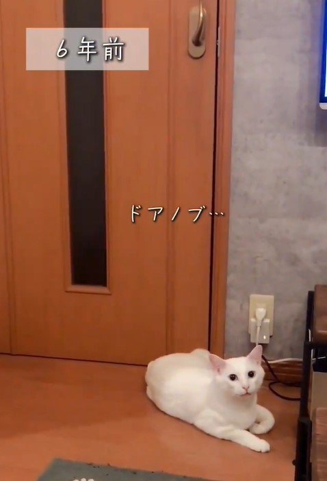 ドアノブを直してほしい猫