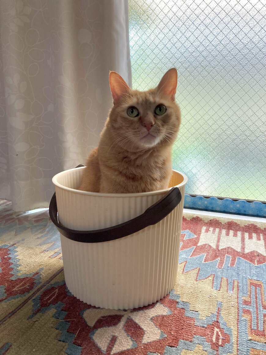 バケツに入る猫