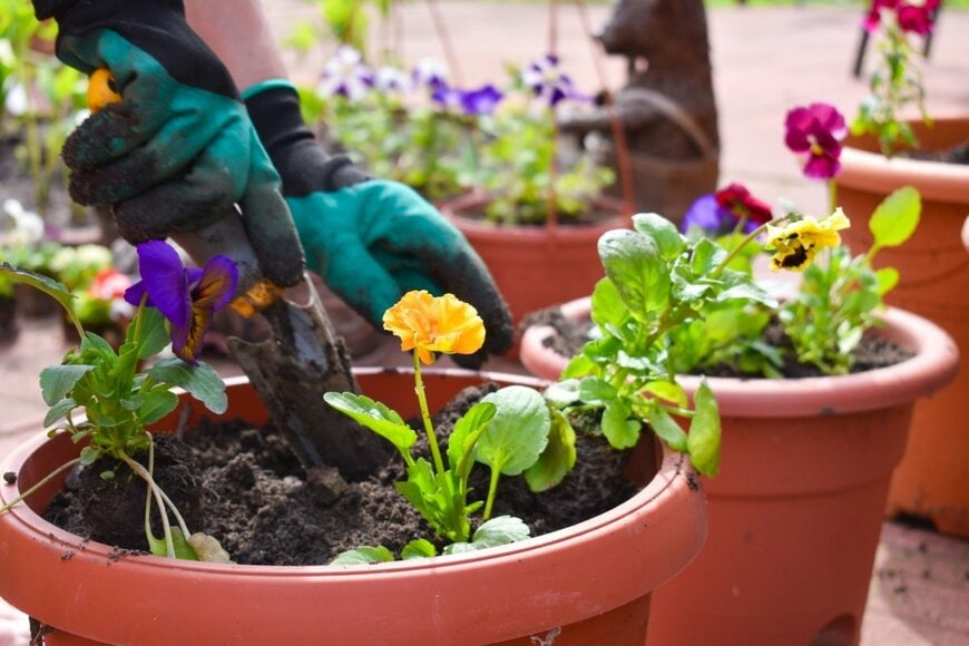 色とりどりのパンジーやビオラを植木鉢に植えている様子