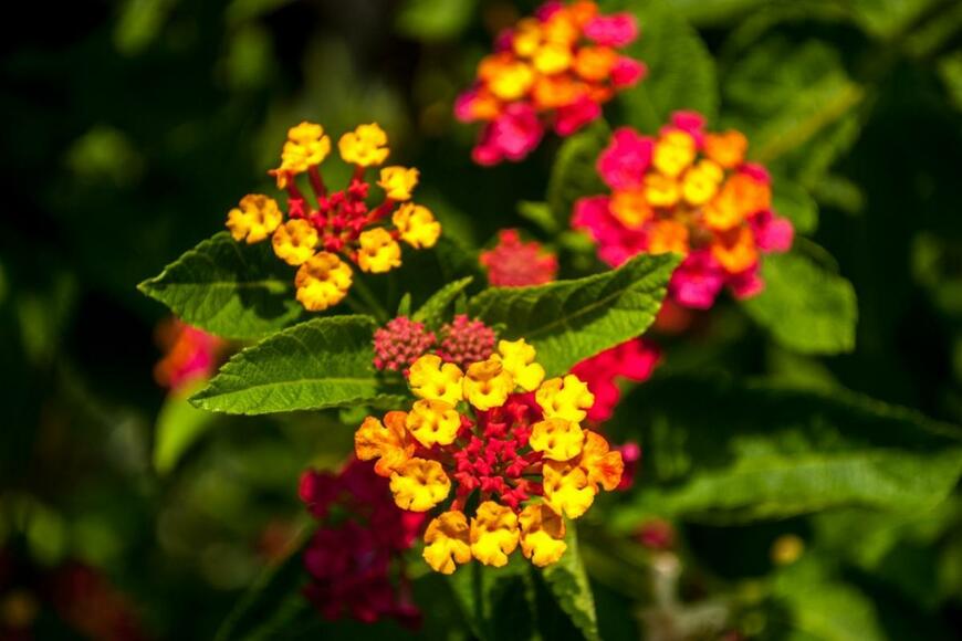 黄色や濃いピンクのランタナの花
