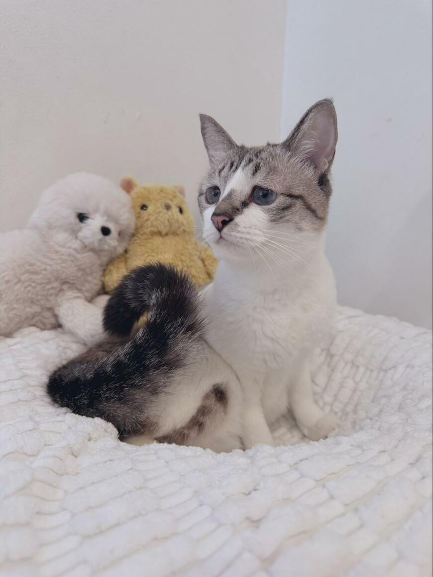 お布団に座る猫