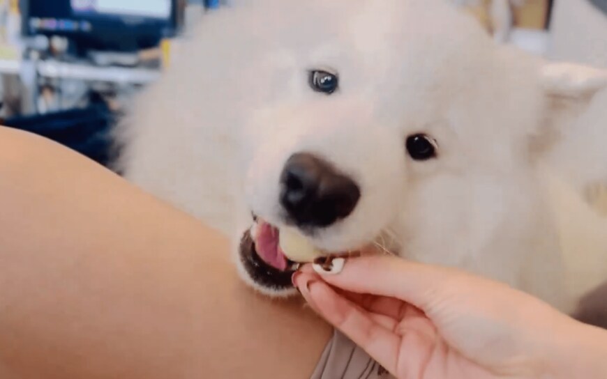 リンゴが食べたいサモエド