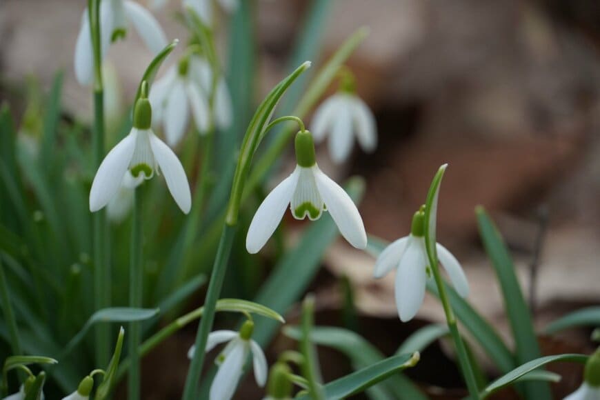 白い花を咲かせている、スノードロップ