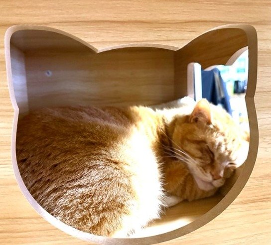 すやすや眠る元保護猫のリチャードくん