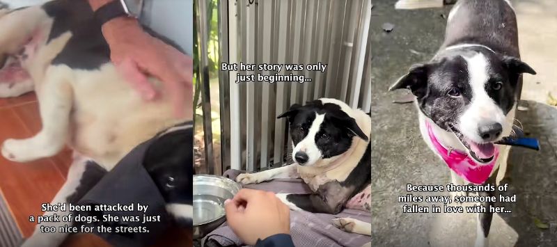シェルターで過ごして元気を取り戻した犬