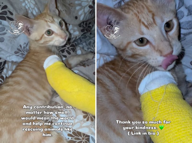 出所：<u><a href="https://www.instagram.com/p/Db3p6vzhUry/" target="_blank">@pawsitiverescue.page</a></u>