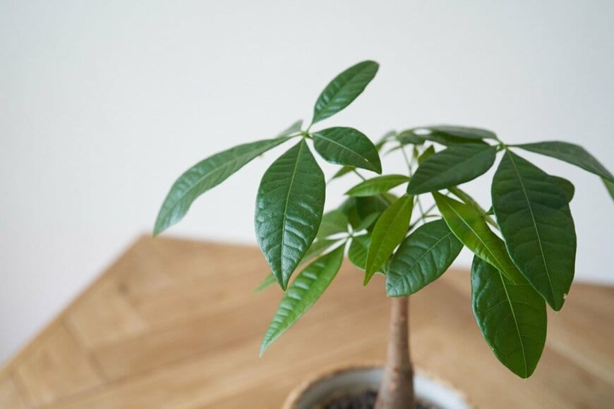 観葉植物パキラの葉。深い艶のある緑の葉