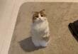 【お目目きゅるきゅる】おやつ欲しい！立ち上がる猫さんがふわふわキュートと大人気　