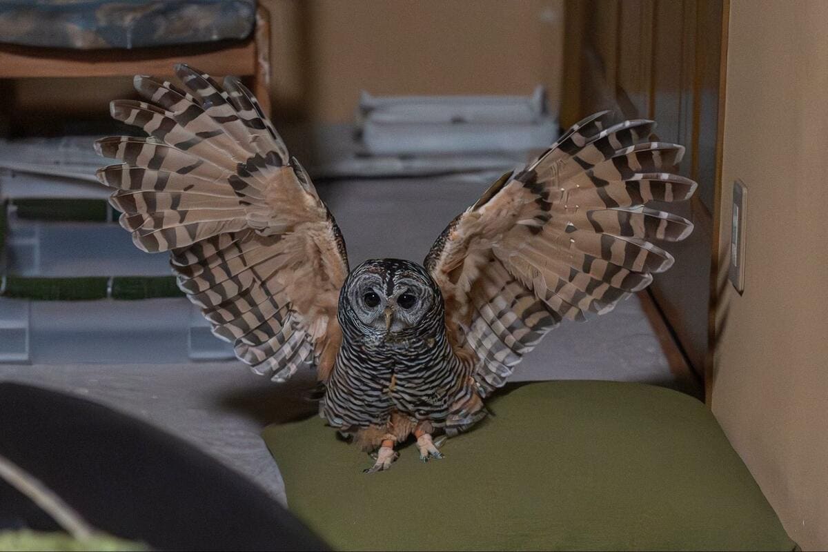 【大迫力】フクロウの美しい羽根にうっとり!着地の瞬間や羽を広げた後ろ姿がすごい 思わず見入ってしまうこと間違いなし! | 3ページ目 ...