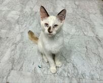 過酷な猛暑の中、外を彷徨っていたところを保護された野良子猫　約6ヶ月後の成長姿に感動