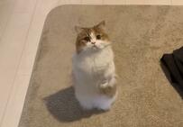 【お目目きゅるきゅる】おやつ欲しい！立ち上がる猫さんがふわふわキュートと大人気　