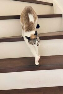 段ボールゴミを捨てようとしたら...保護猫がとった行動に悶絶！思わず二度見してしまう悲しげな表情も話題