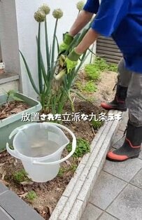 築35年中古戸建【お庭DIY】荒れっぱなしの花壇が「夏野菜の家庭菜園」に大変身！「置くだけ」の簡単リフォーム！