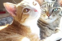 「琥珀とエメラルド」宝石のように輝く瞳で魅了する保護猫が話題