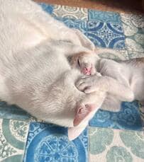 先輩猫に毛づくろいされる子猫がコッソリいたずら　まさかの展開に笑ってしまう