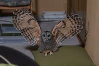 【大迫力】フクロウの美しい羽根にうっとり！着地の瞬間や羽を広げた後ろ姿がすごい