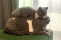 成猫の上で「くつろぐ子猫」　約3年後に撮影された「同じ体勢」に笑ってしまう