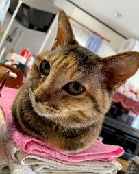 タオルの上でくつろぐ猫ちゃん　その姿をよく見ると…完璧に収納されているおててにホッコリ