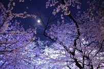 名古屋の住宅街で思わず目を奪われた「夜桜と神社」　幻想的な光景に「知らなかった」「異世界みたい」