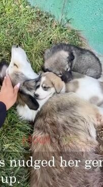 【保護犬】痛みに耐えた母犬　「手術」を経て子犬と共に幸せを掴むまでに感動