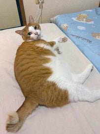 「完全にオジサン入ってる」“猫とは思えない座り方”に反響「背中にチャックある」の声