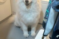 人間がお風呂に入るのを待つサモエド犬「光と闇」が可愛いと反響
