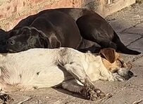 飼い主に別れを告げられた2匹の犬 それぞれの幸せへ歩みだすまで