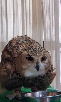 【水を飲むフクロウ】一度飲みだしたら止まらない！周りが気になってもひたすら飲み続ける姿がかわいいとSNSで話題に