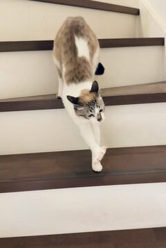 段ボールゴミを捨てようとしたら...保護猫がとった行動に悶絶！思わず二度見してしまう悲しげな表情も話題