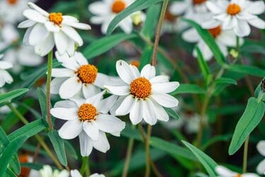 ガーデニング】暑い夏はホワイトカラーの清涼感〈白が美しい草花