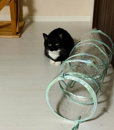 毎日見たくてX開いちゃう」表情の変化が魅力的すぎる猫ちゃんが話題に