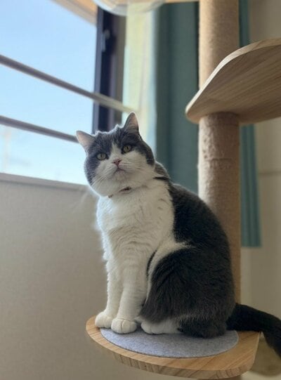 自然光の中で気品あふれた佇まいのぶりもっちちゃん