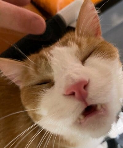 「ほわ~」完全にリラックスしている様子です