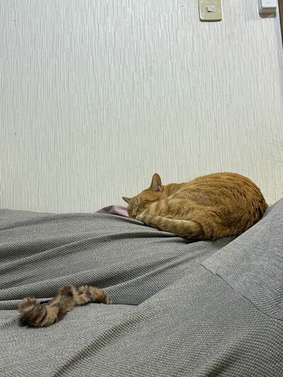 思わず心臓がヒュッ！となる猫の姿