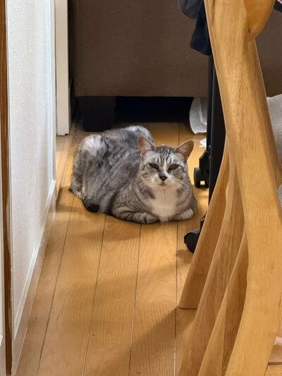普段のくつろぎ姿