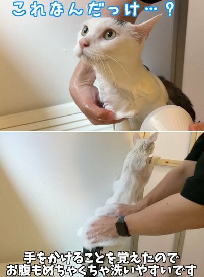 洗ってもらうチロくん