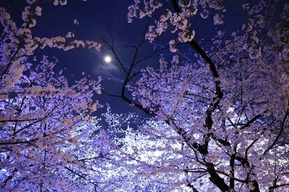 名古屋の住宅街で思わず目を奪われた「夜桜と神社」 幻想的な光景に