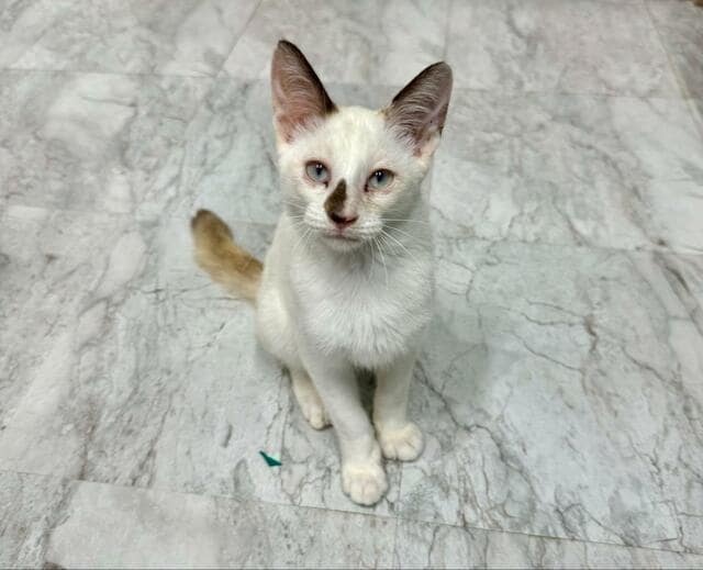 過酷な猛暑の中、外を彷徨っていたところを保護された野良子猫　約6ヶ月後の成長姿に感動