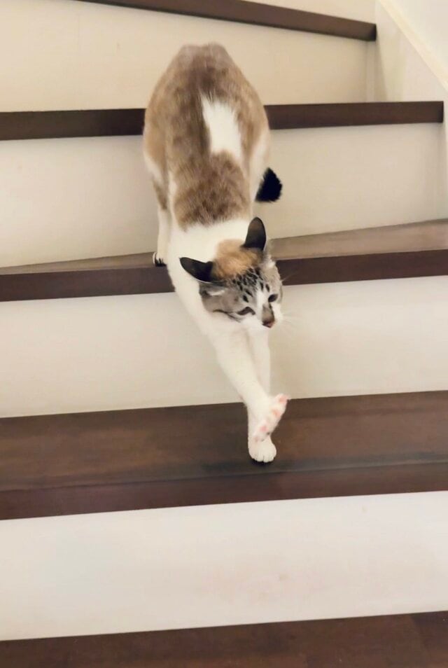 段ボールゴミを捨てようとしたら...保護猫がとった行動に悶絶！思わず二度見してしまう悲しげな表情も話題