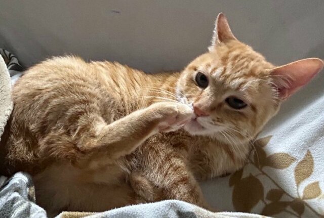 【中に人間入ってる？】休日のおっさん感が漂う猫のくつろぎ姿に笑ってしまう