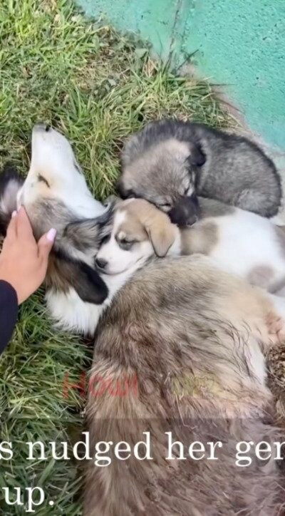 【保護犬】痛みに耐えた母犬　「手術」を経て子犬と共に幸せを掴むまでに感動