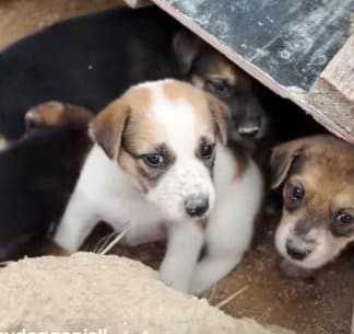嵐の直前、廃材置き場に捨てられていた7匹の子犬 救出後の愛らしい姿に心温まる